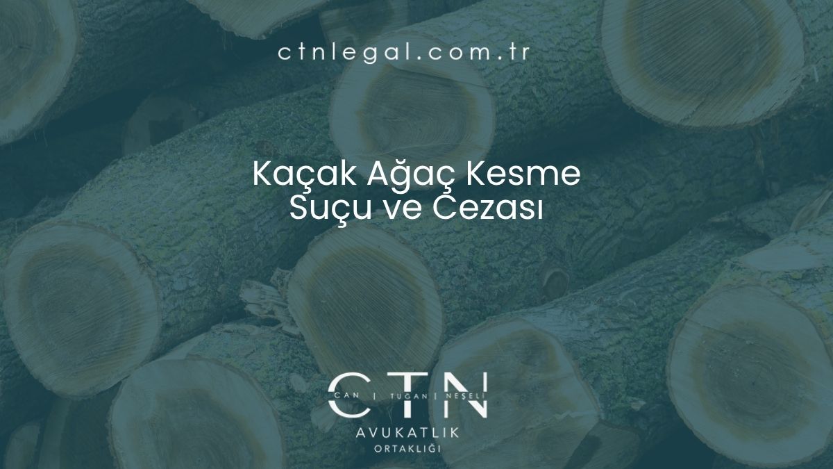 Kaçak Ağaç Kesme Suçu ve Cezası
